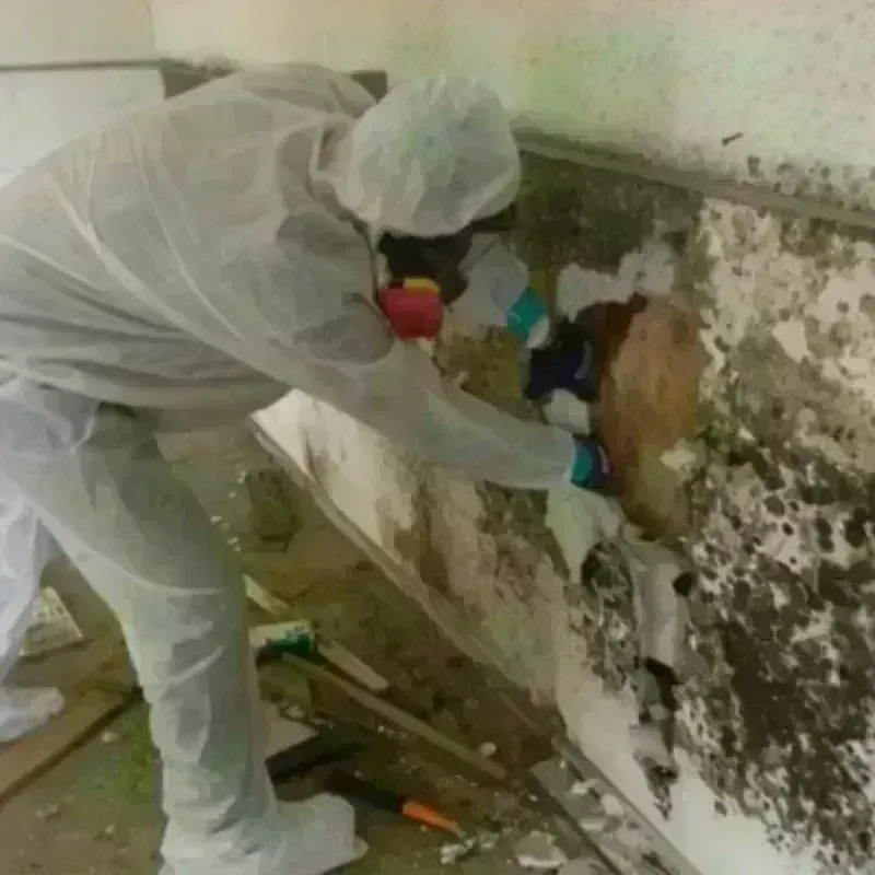 Mold Remediation and Removal in Duchesne, UT